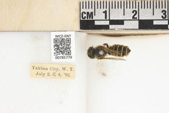Media type: image;   Entomology 785779 Aspect: labels